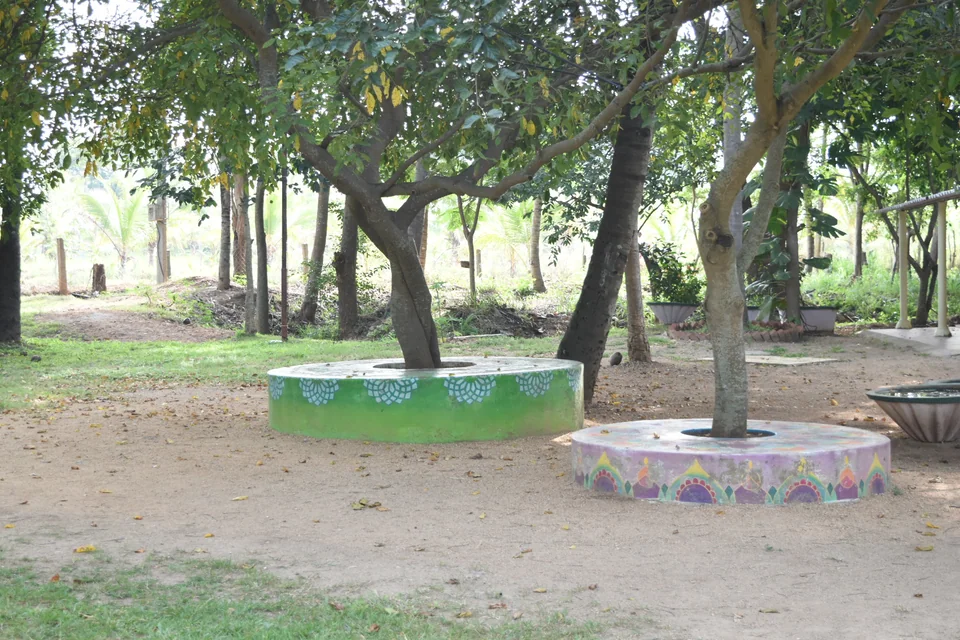 Two painted circular tree seats under spreading trees on open sandy ground